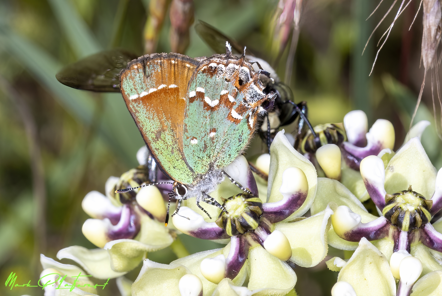 /gallery/north_america/USA/Texas/austin/Western Green Hairstreak 2023-001_med.jpg